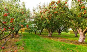 Plantation de pommiers et cours de taille de formation