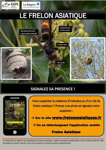 Frelon asiatique 2020 Frelon asiatique 2020